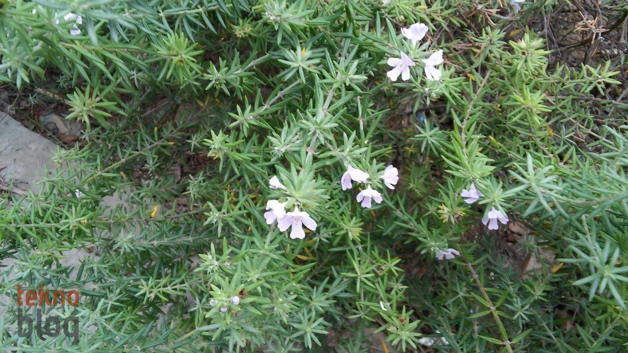 LG G3 Beat İncelemesi