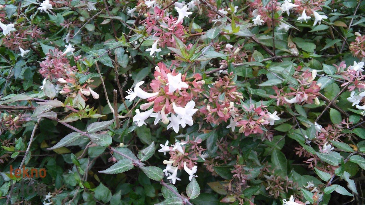 LG G3 Beat İncelemesi