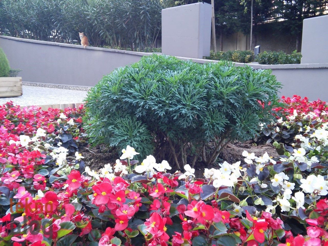 LG G3 Beat İncelemesi