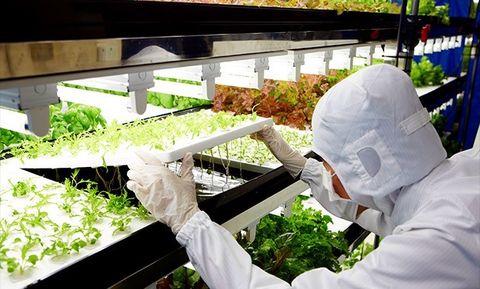 Toshiba temiz sebze üretimi işine girdi