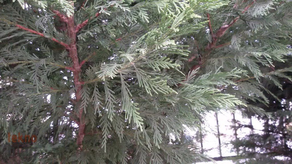 Avea Samsung Galaxy Grand 2 LTE İncelemesi