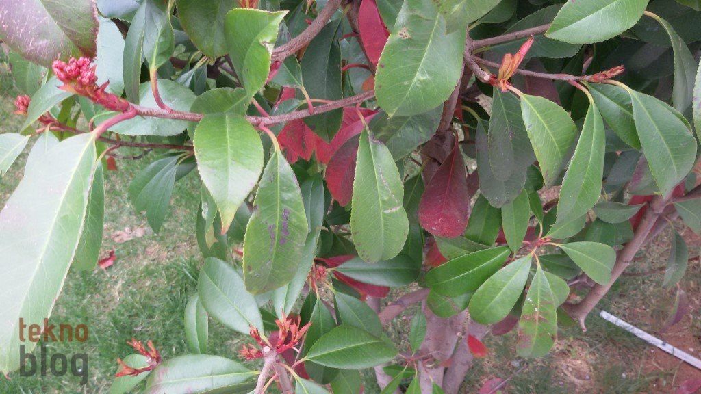 Avea Samsung Galaxy Grand 2 LTE İncelemesi