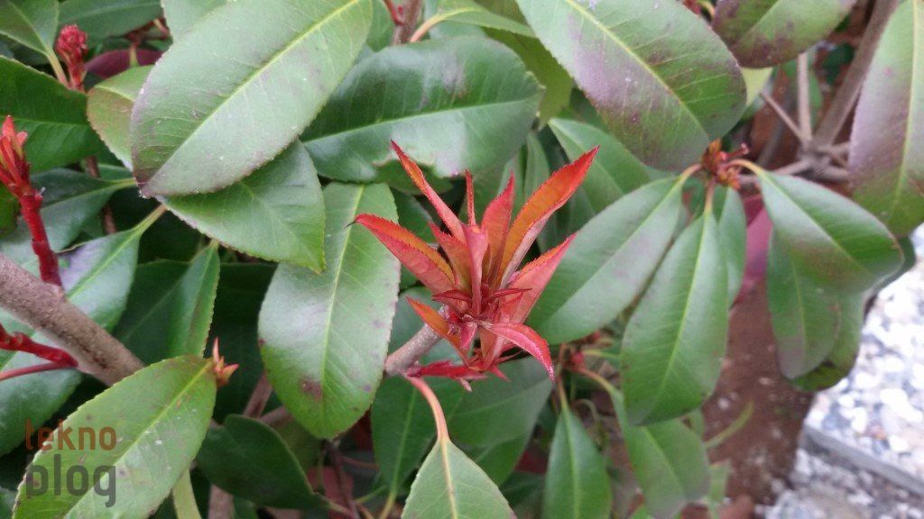 Avea Samsung Galaxy Grand 2 LTE İncelemesi