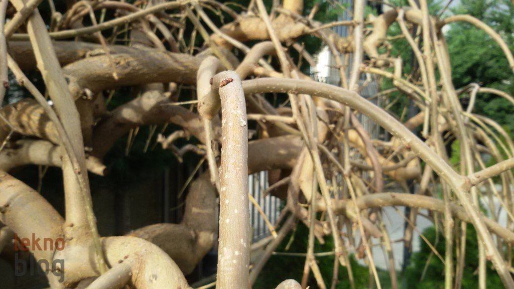 Avea Samsung Galaxy Grand 2 LTE İncelemesi