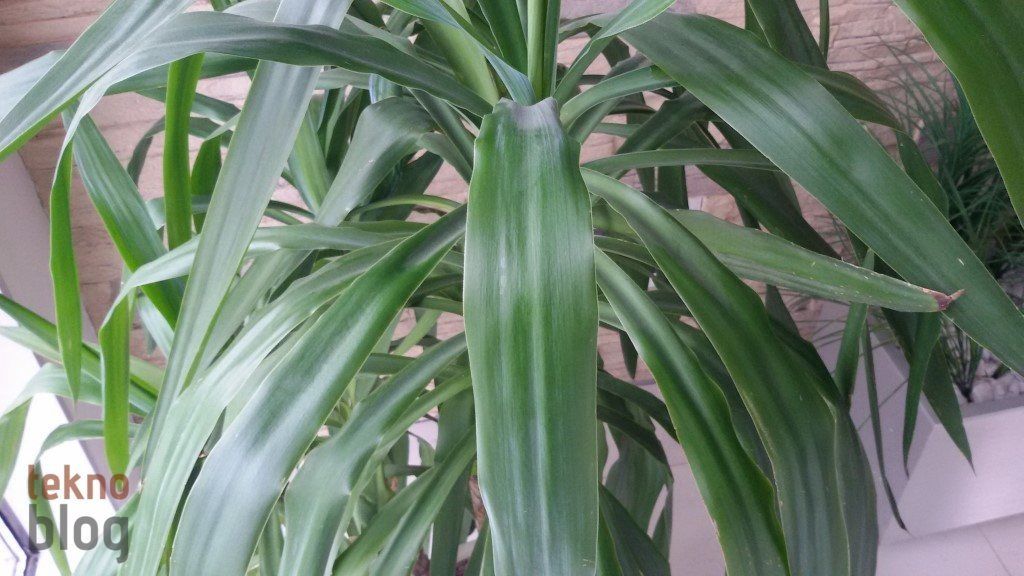 Avea Samsung Galaxy Grand 2 LTE İncelemesi