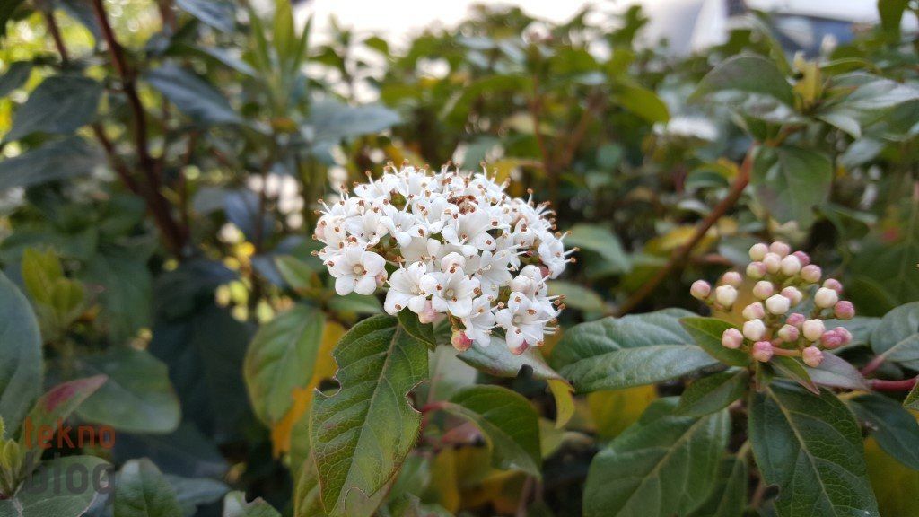 Samsung Galaxy S6 ve S6 edge İncelemesi