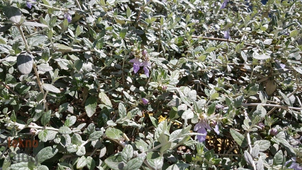 Samsung Galaxy S6 ve S6 edge İncelemesi