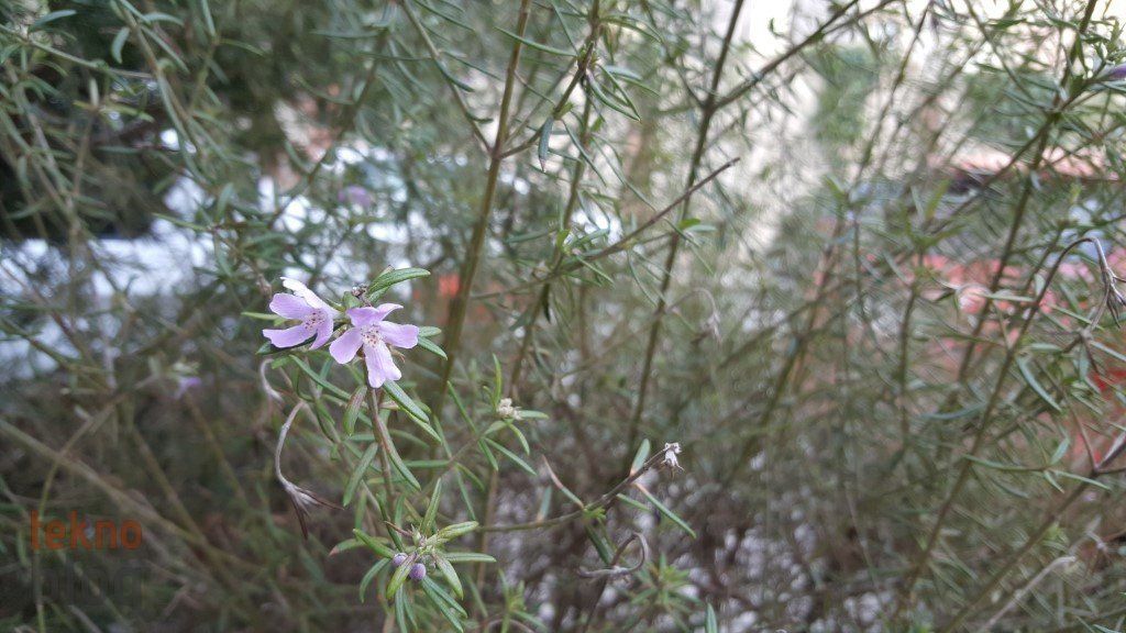 Samsung Galaxy S6 ve S6 edge İncelemesi