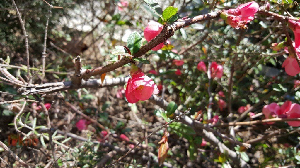 Samsung Galaxy S6 ve S6 edge İncelemesi