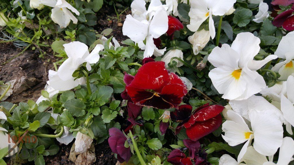 Samsung Galaxy S6 ve S6 edge İncelemesi