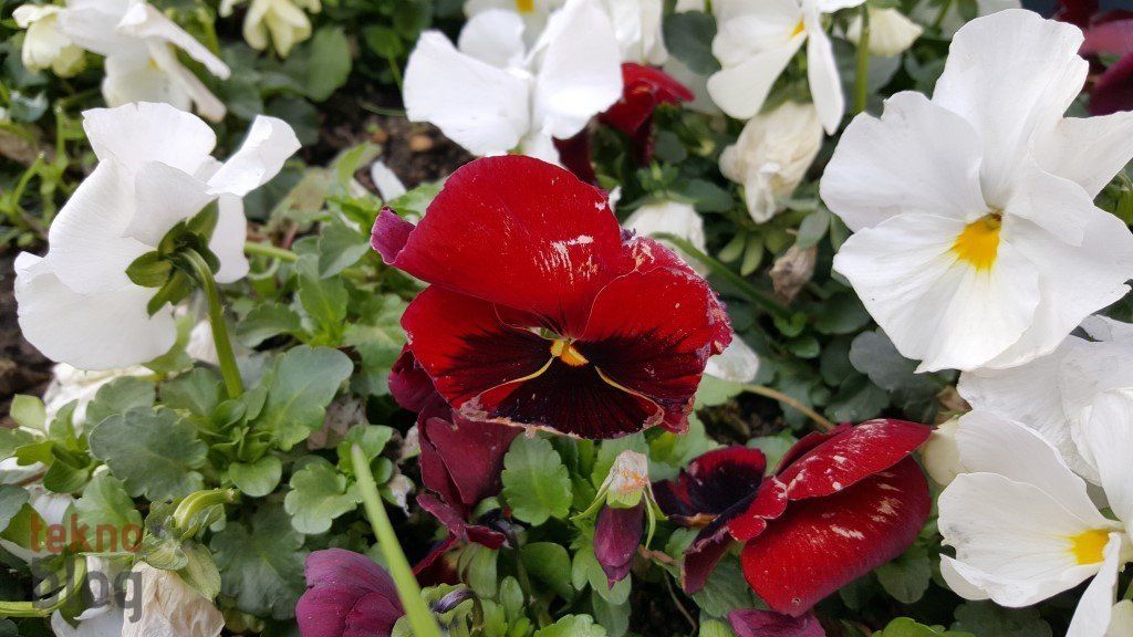 Samsung Galaxy S6 ve S6 edge İncelemesi