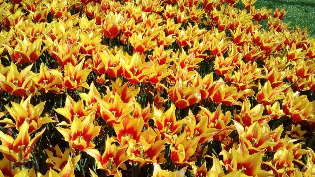 Sony Xperia E4g İncelemesi