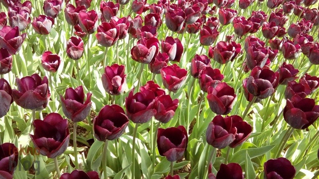 Sony Xperia E4g İncelemesi