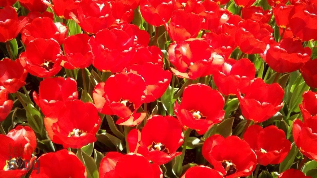 Sony Xperia E4g İncelemesi