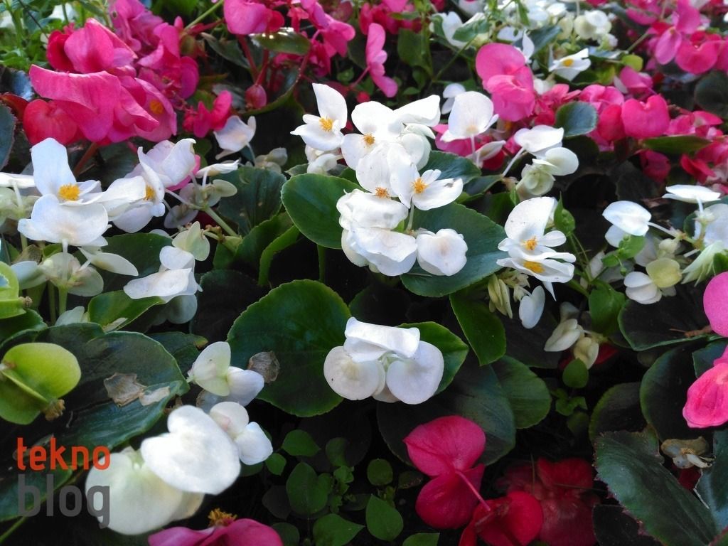 Turkcell T60 İncelemesi