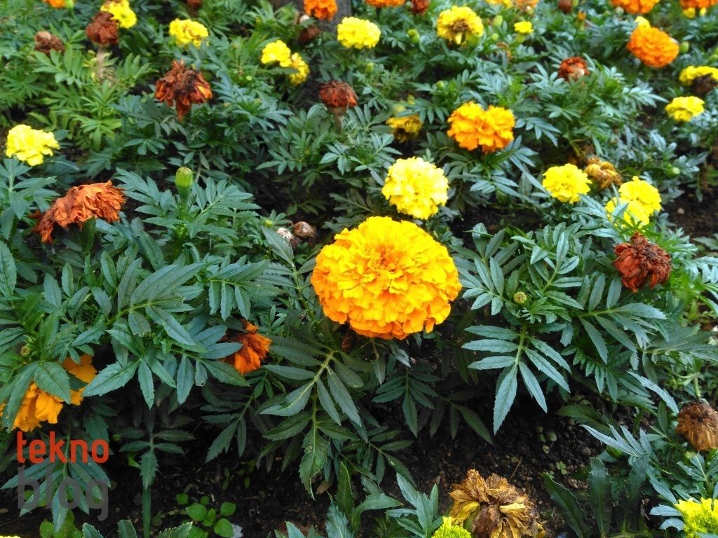 Turkcell T60 İncelemesi