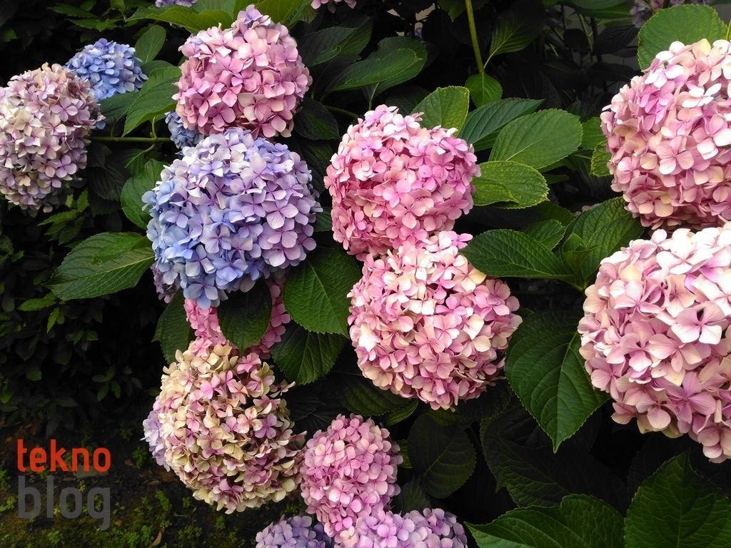 Turkcell T60 İncelemesi