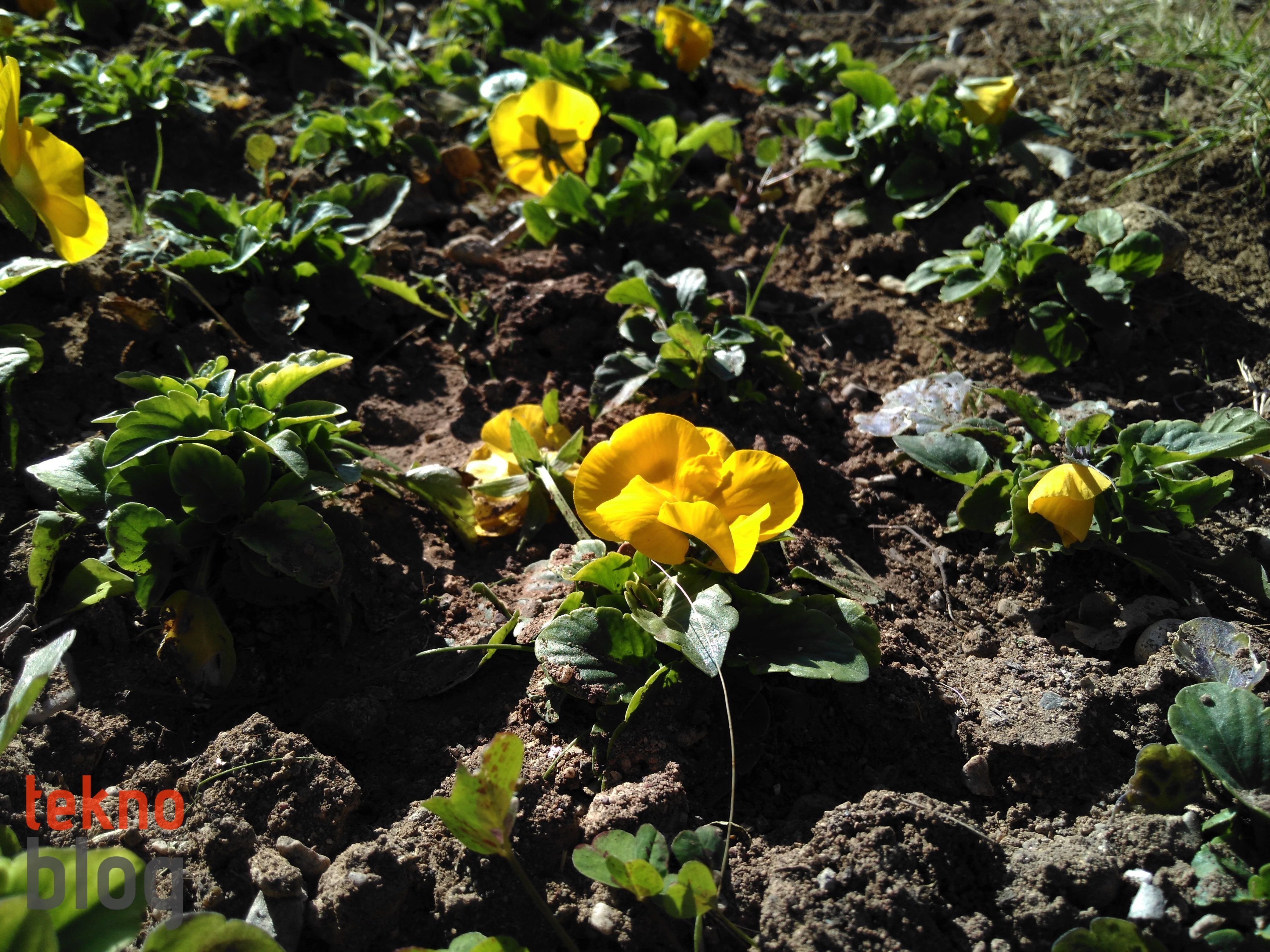 Vestel Venus V3 5570 İncelemesi