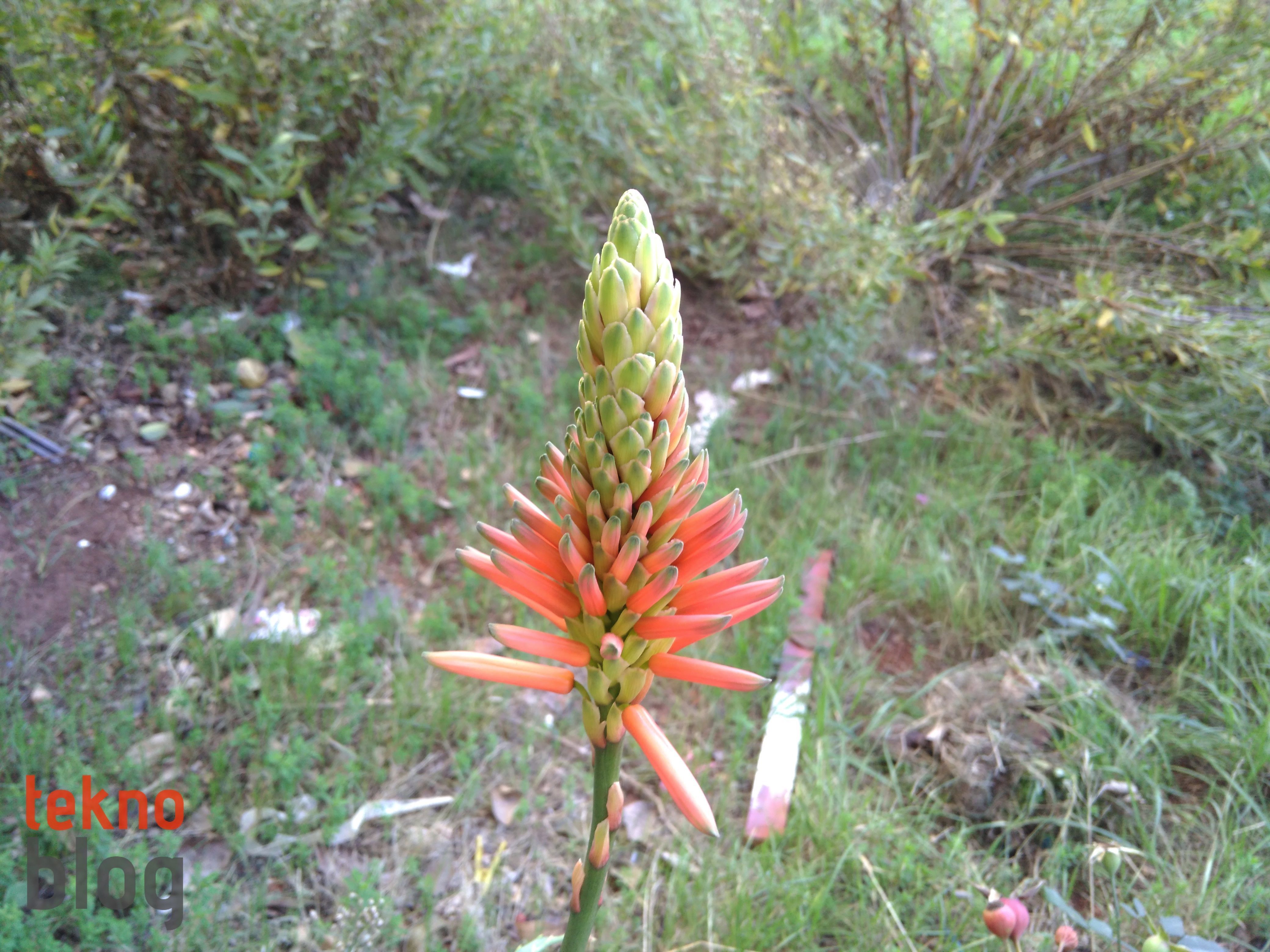 Vestel Venus V3 5570 İncelemesi