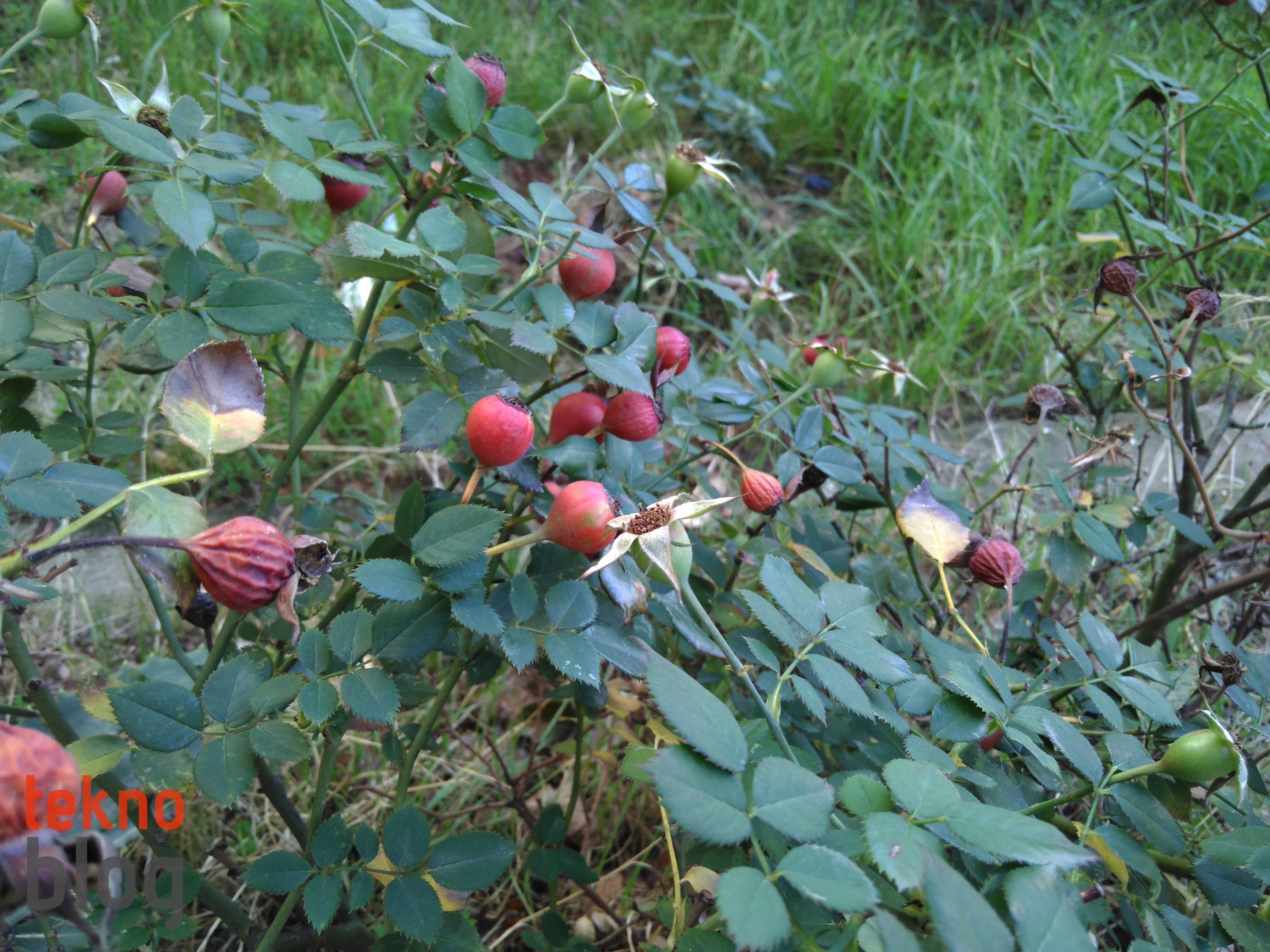 Vestel Venus V3 5570 İncelemesi