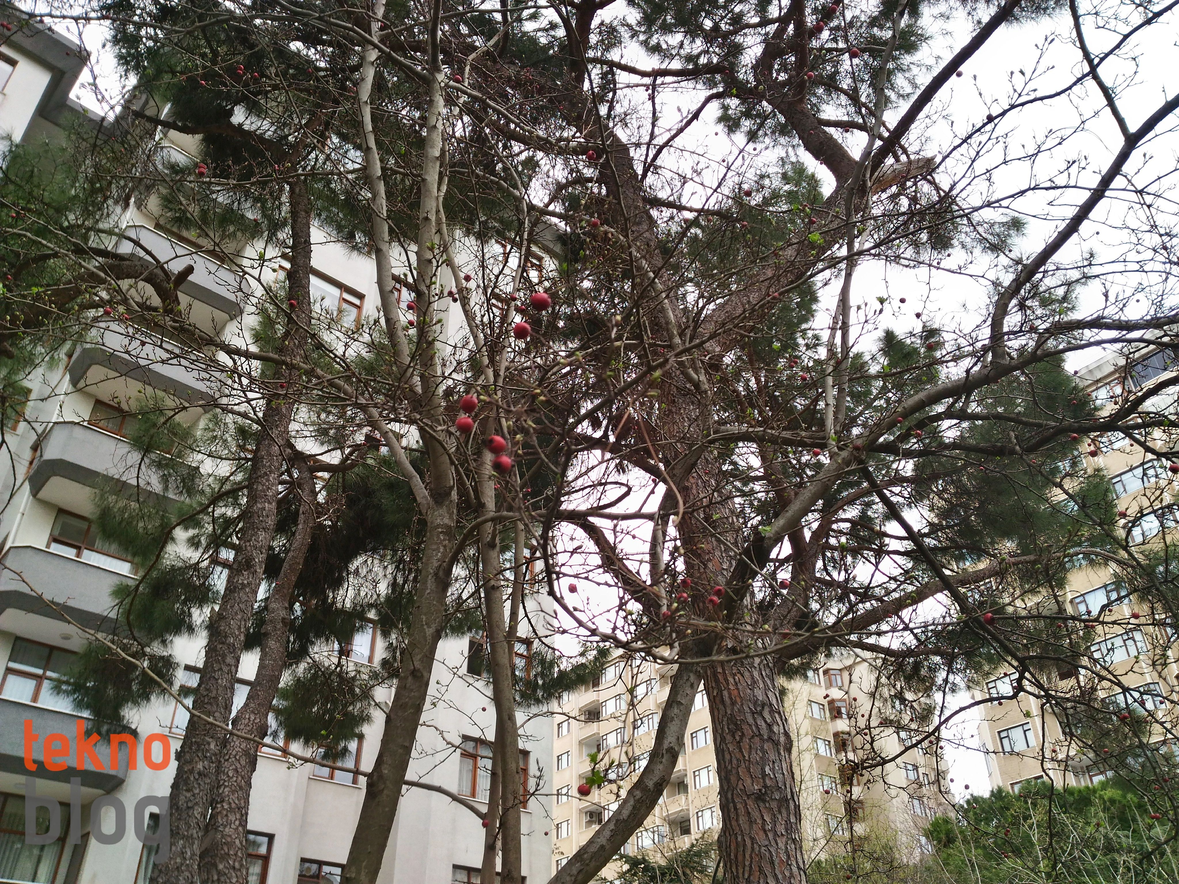 Asus ZenFone 2 Laser 6 inç İncelemesi