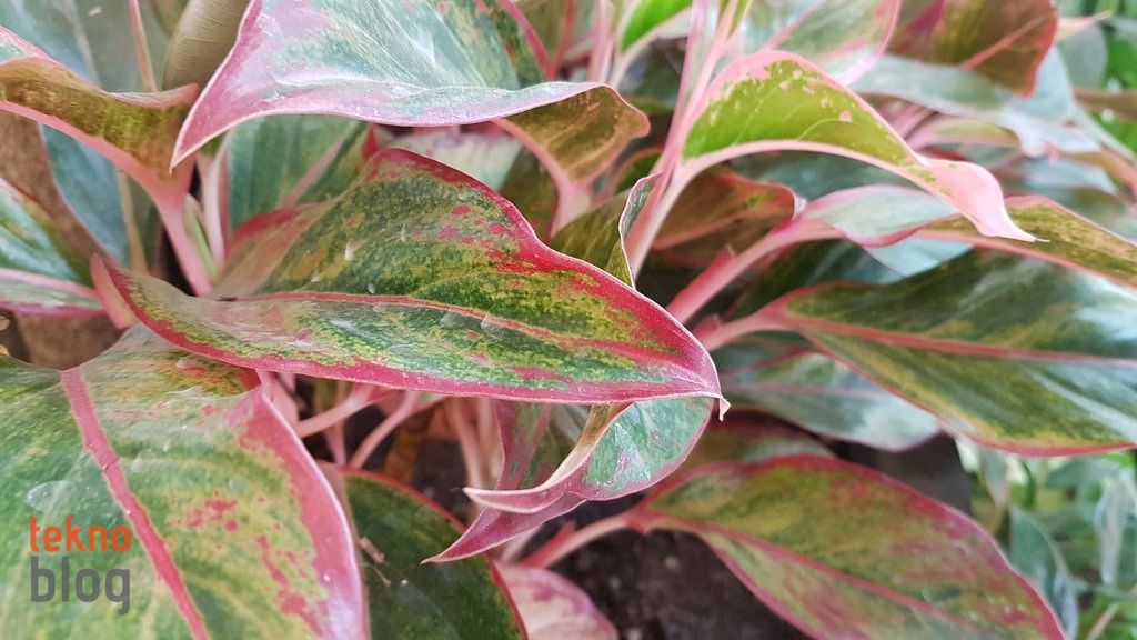 Samsung Galaxy S7 edge İncelemesi