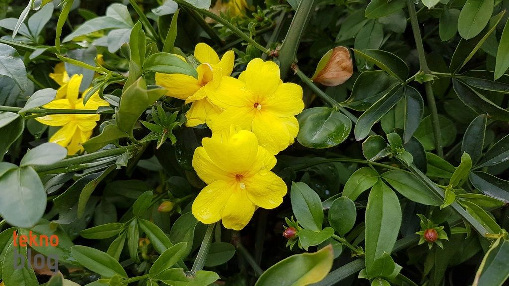 Samsung Galaxy S7 edge İncelemesi