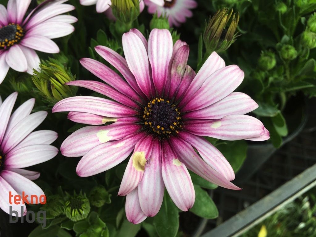 iPhone SE İncelemesi