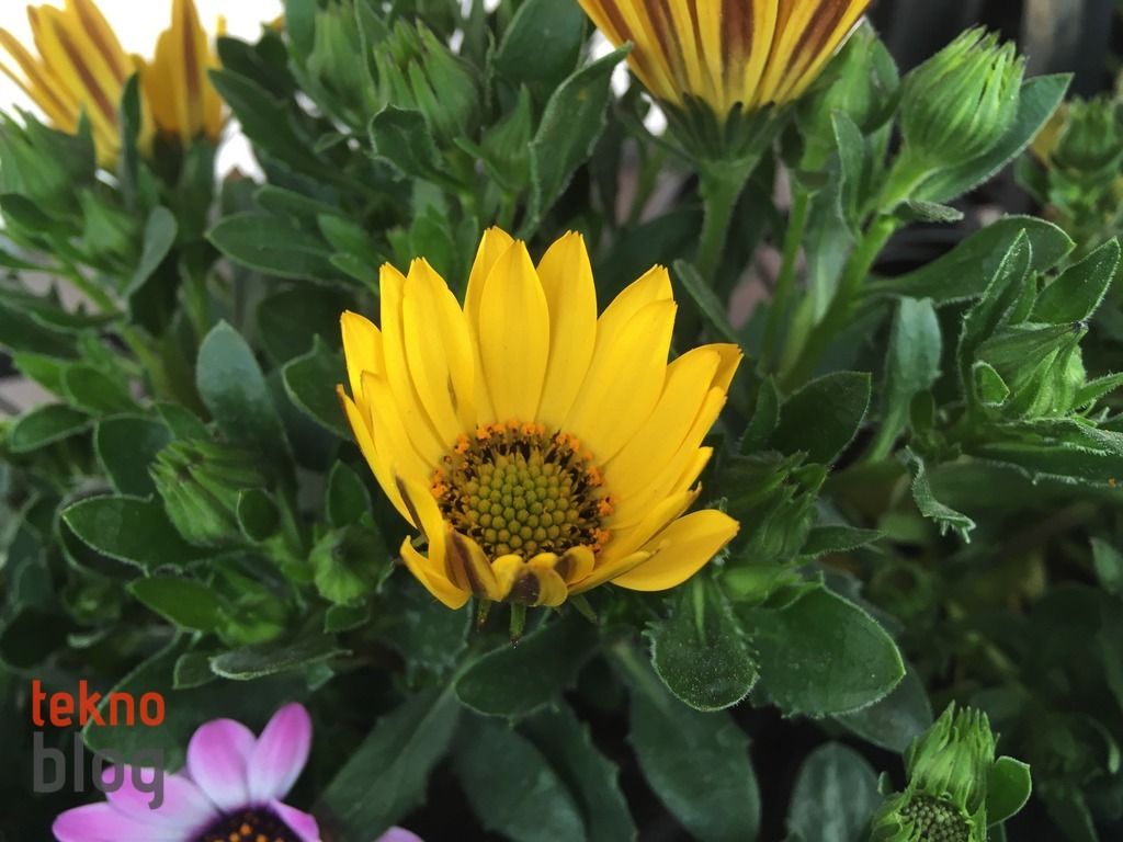 iPhone SE İncelemesi