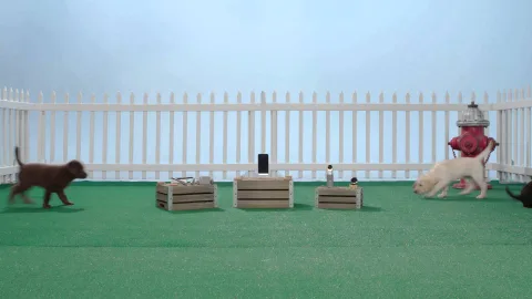 LG G5 kutusunu yavru köpekler açarsa – Video