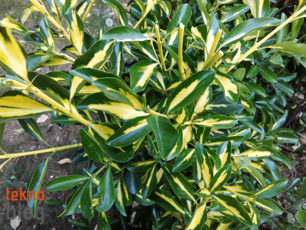 Vestel Venus V3 5020 İncelemesi