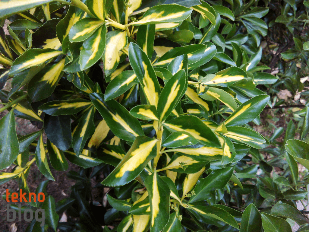 Vestel Venus V3 5020 İncelemesi