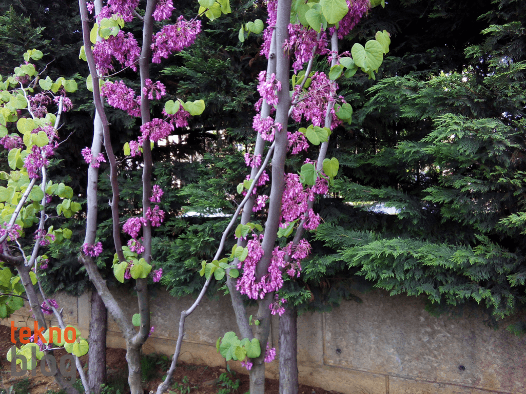 Vestel Venus V3 5020 İncelemesi