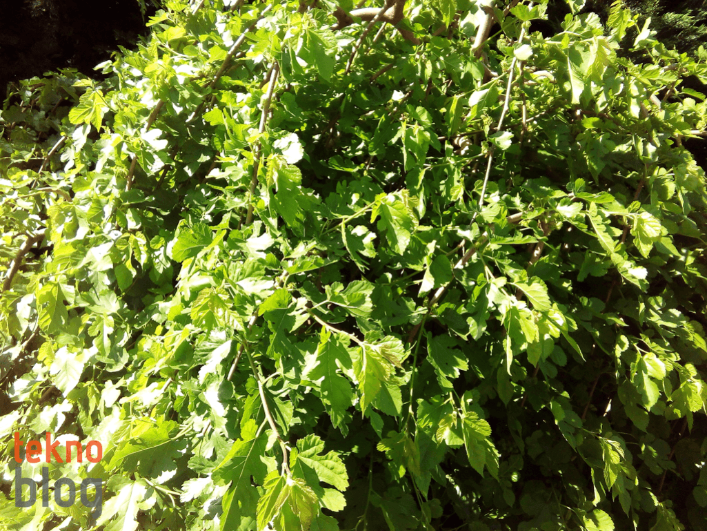 Vestel Venus V3 5020 İncelemesi