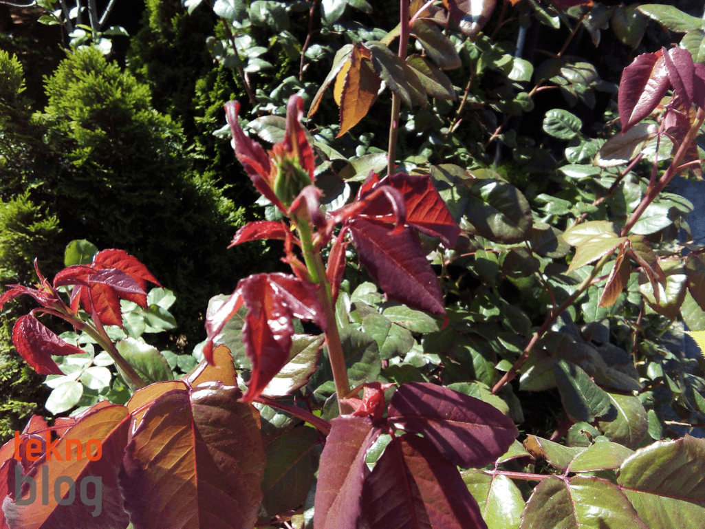 Vestel Venus V3 5020 İncelemesi