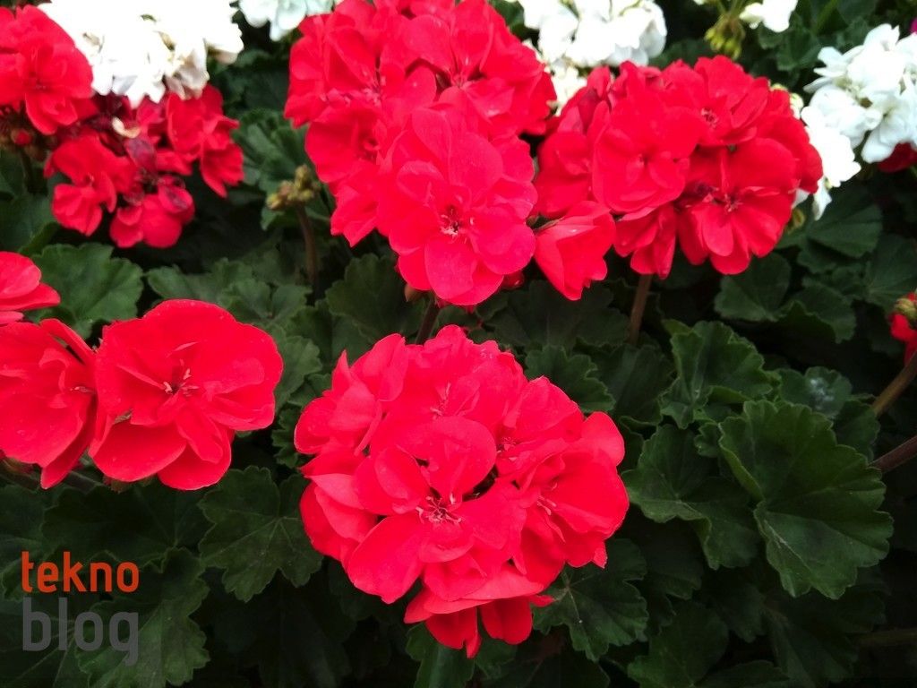 General Mobile GM 5 Plus İncelemesi