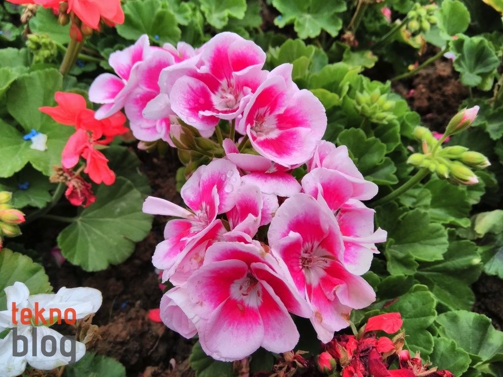 General Mobile GM 5 Plus İncelemesi