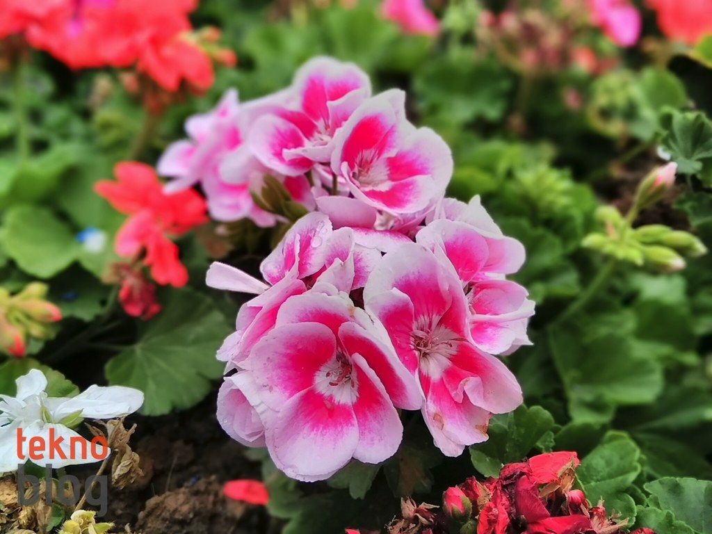 General Mobile GM 5 Plus İncelemesi