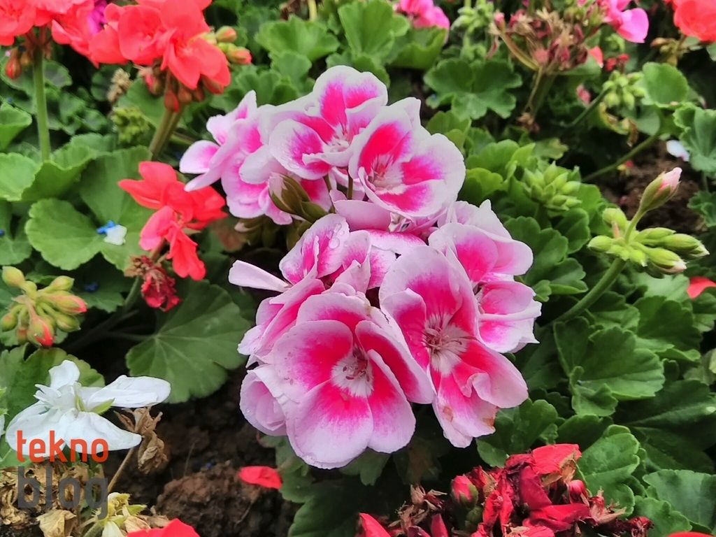 General Mobile GM 5 Plus İncelemesi