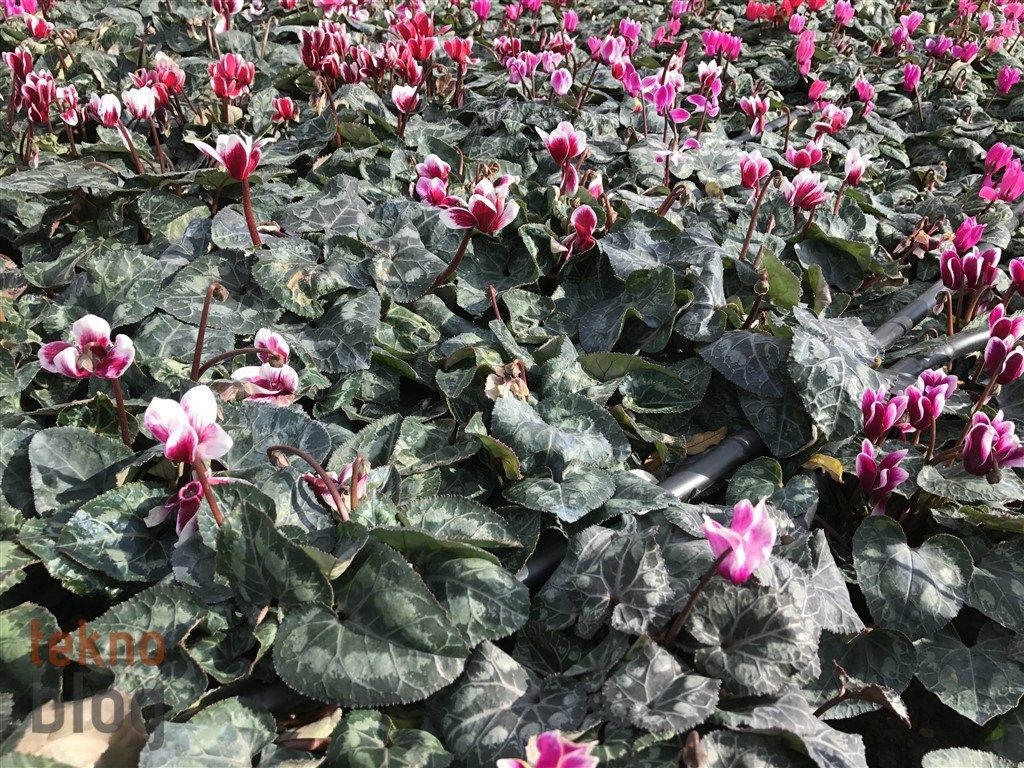 iPhone 7 İncelemesi