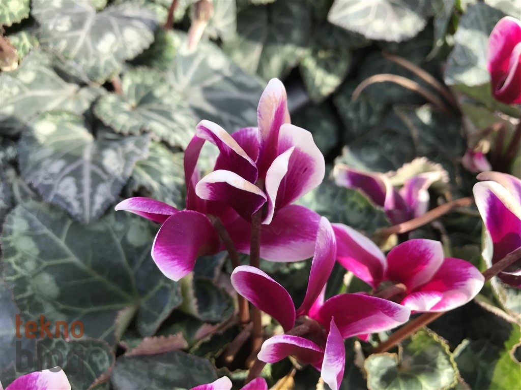 iPhone 7 İncelemesi