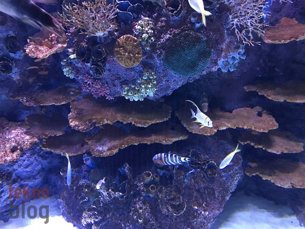 iPhone 7 İncelemesi