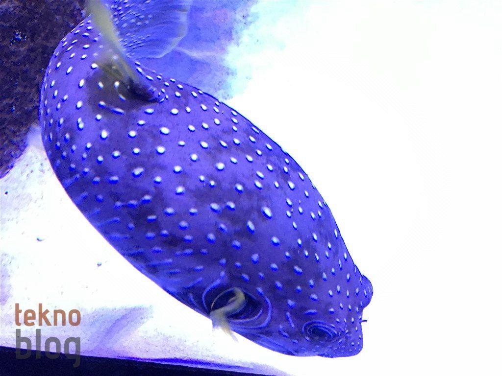 iPhone 7 İncelemesi