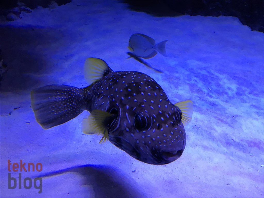 iPhone 7 İncelemesi