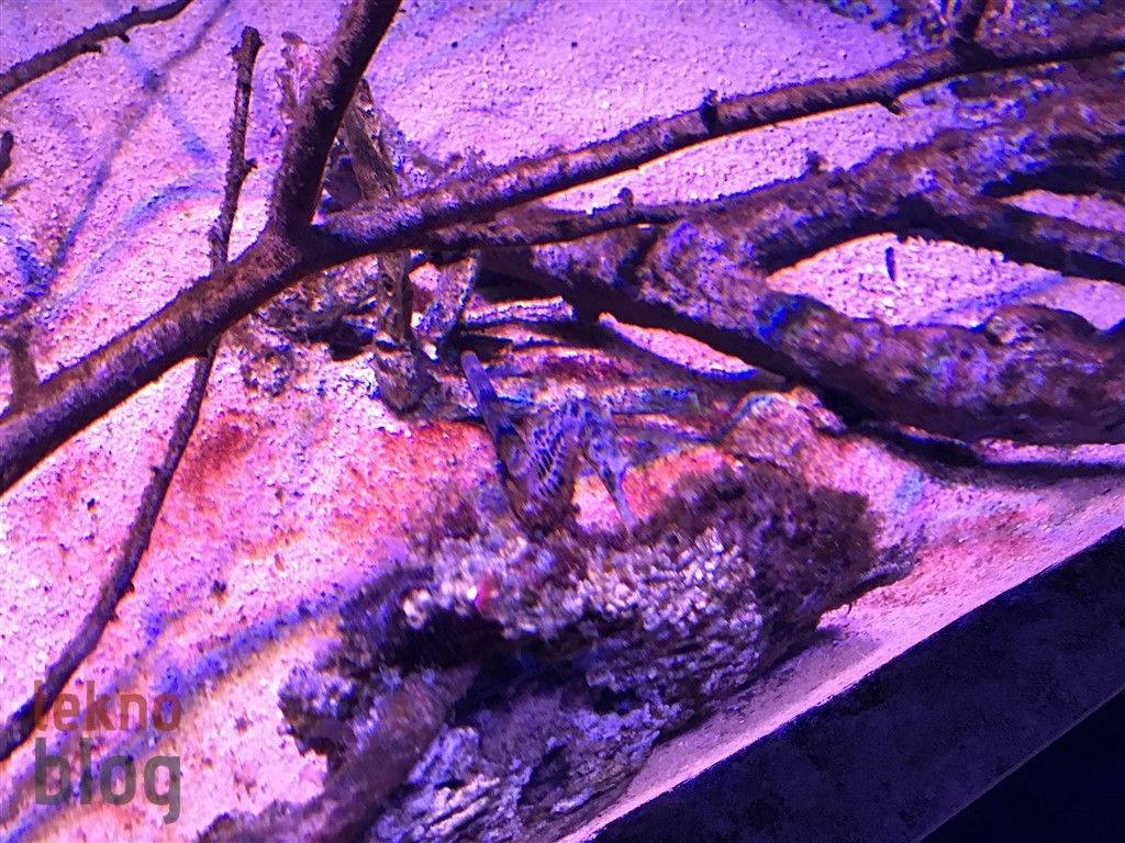 iPhone 7 İncelemesi