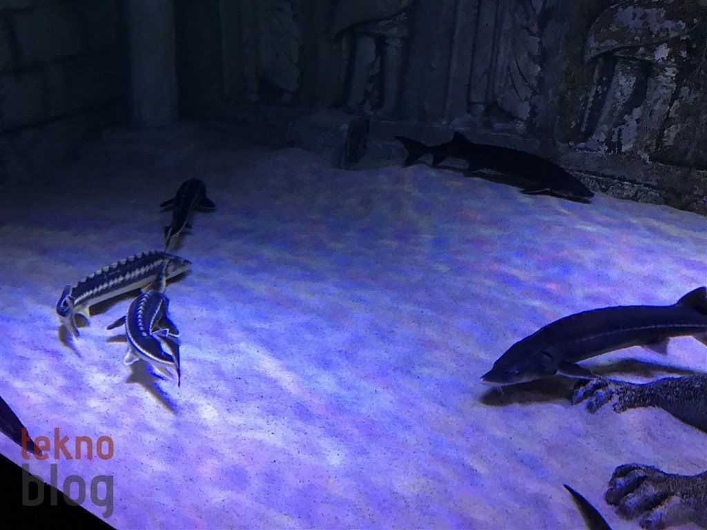 iPhone 7 İncelemesi