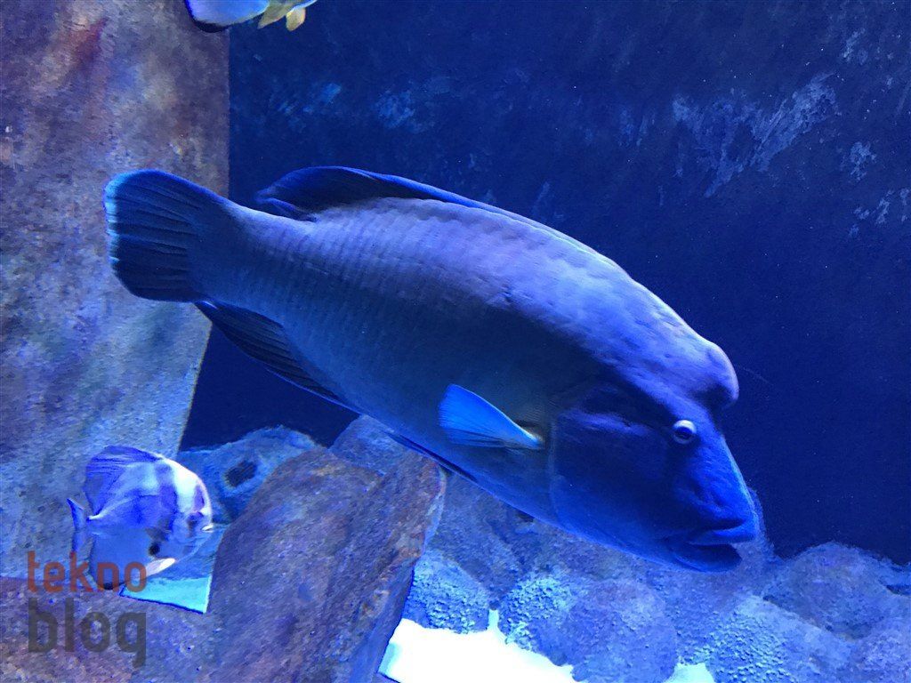 iPhone 7 İncelemesi