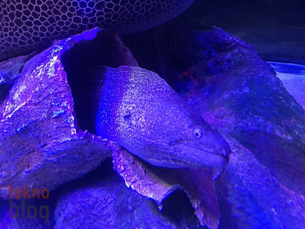 iPhone 7 İncelemesi