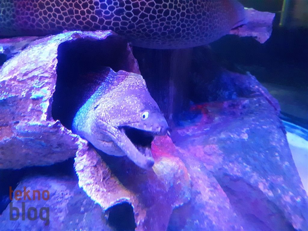 Samsung Galaxy A8 (2016) İncelemesi