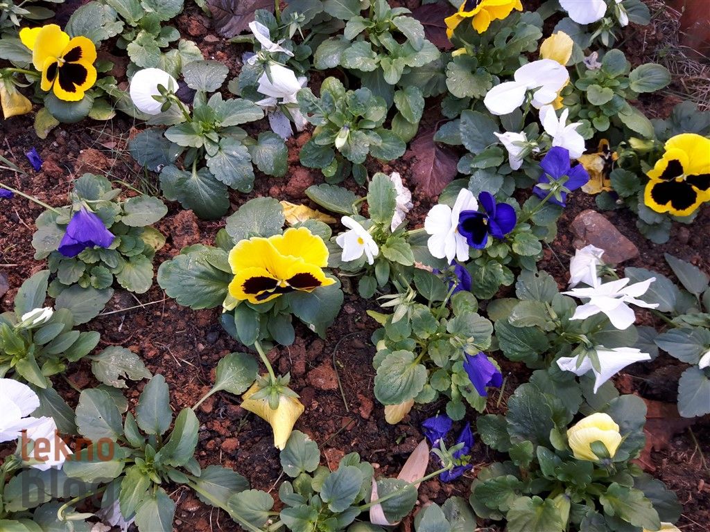 Samsung Galaxy A8 (2016) İncelemesi